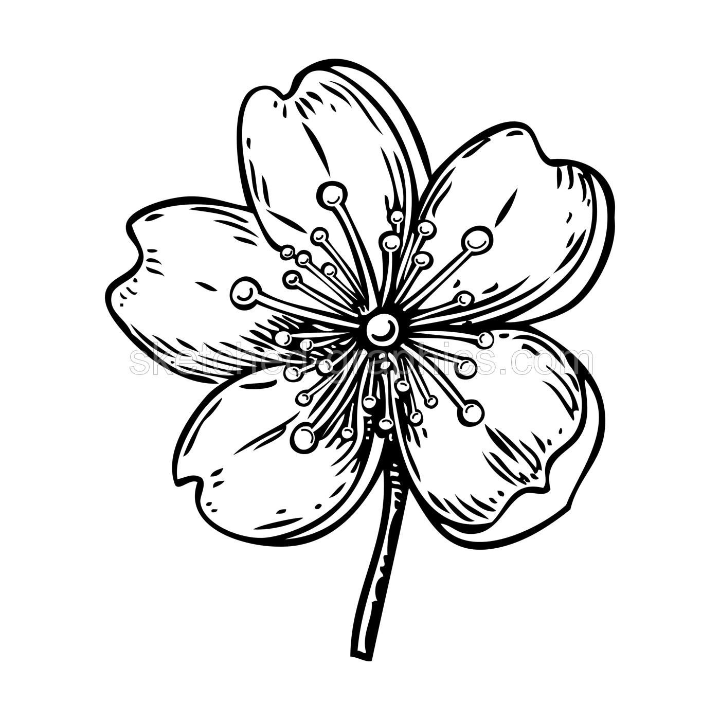 Sakura flower sketch. Cherry blossom vector illustration. Hand-drawn spring design element. NOT AI generated Illustration
